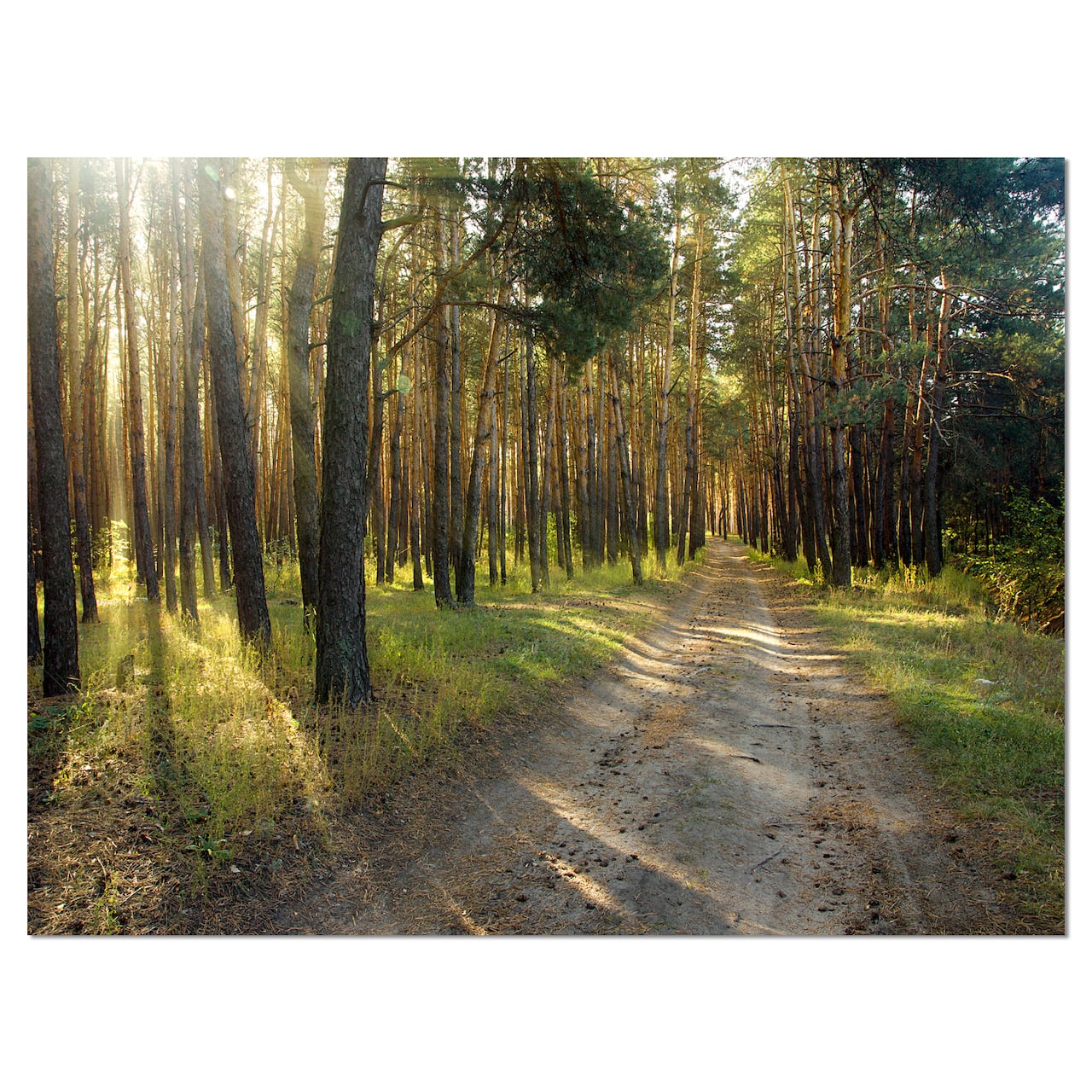 Designart - Road Through Green Pine Forest - Landscape Photography Canvas Print